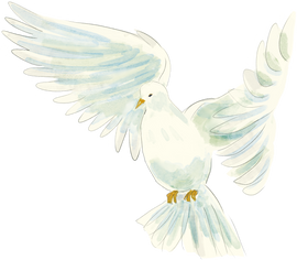 Watercolor Dove Illustration